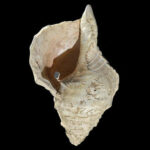 This 18,000-year-old shell is ‘oldest wind instrument of its kind’ – hear its haunting sound