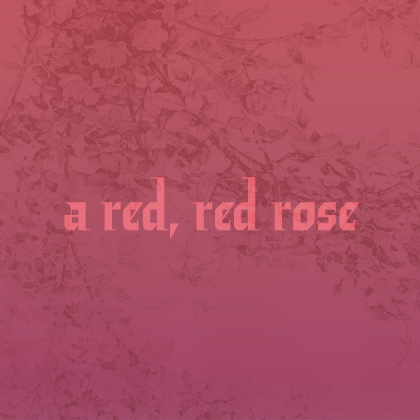 A Red, Red Rose in Cleveland